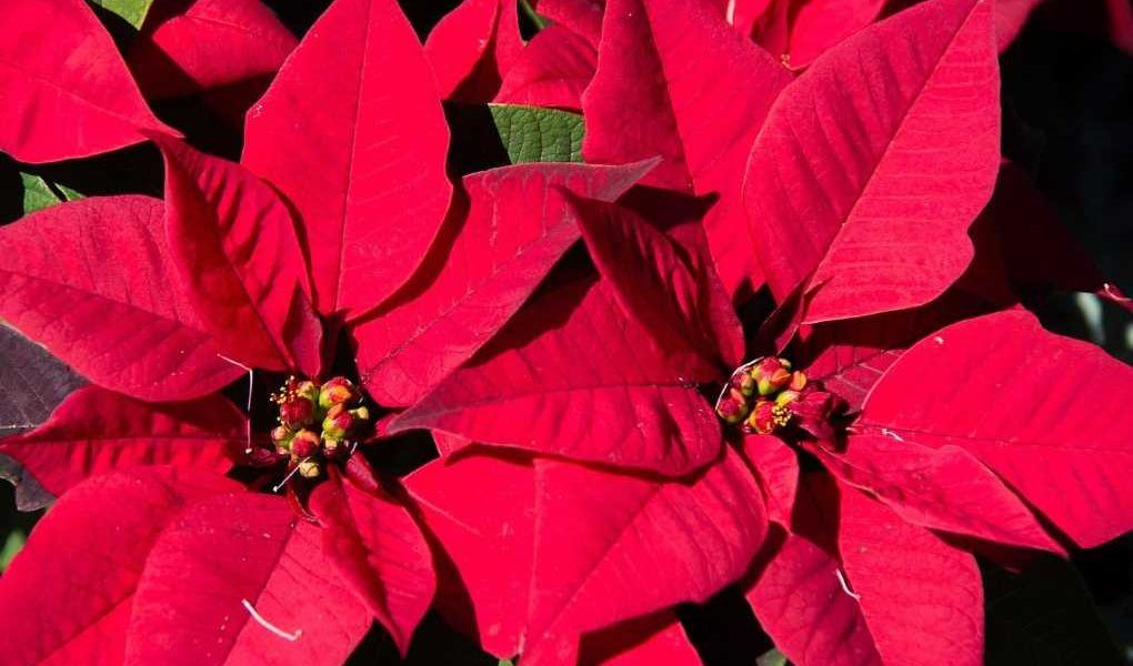 poinsettia flor de pascua