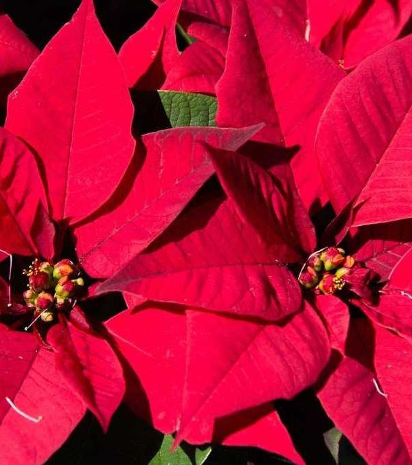 poinsettia flor de pascua
