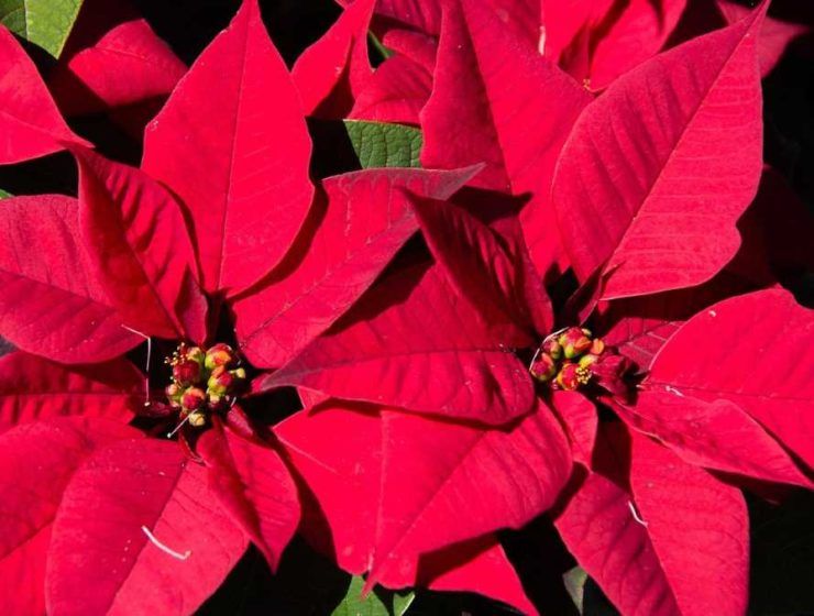 poinsettia flor de pascua