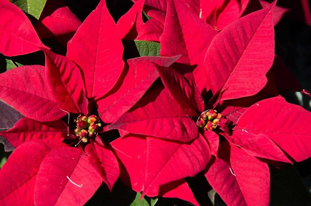 poinsettia flor de pascua
