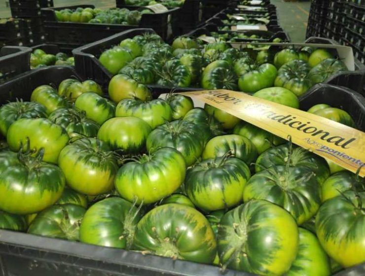 tomate raf agroponiente vegacañada