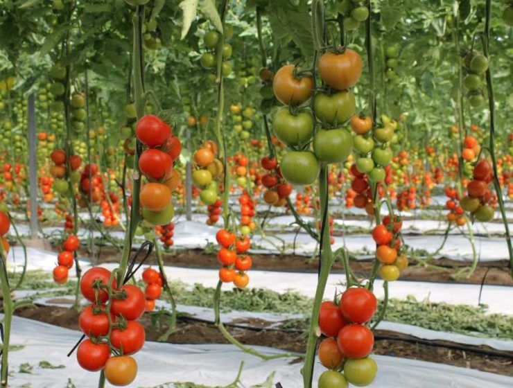 tomate ramo