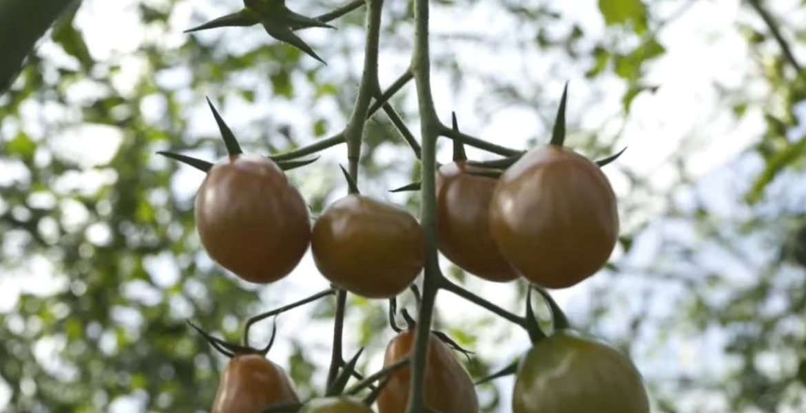 video sanidad vegetal