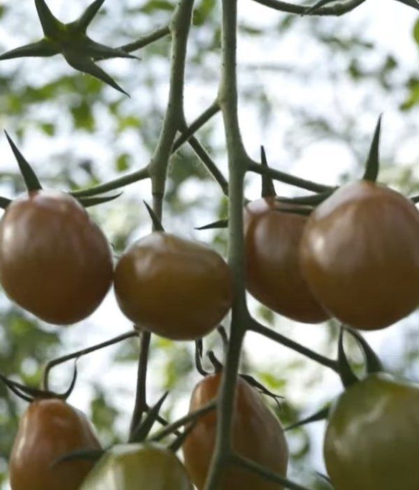 video sanidad vegetal