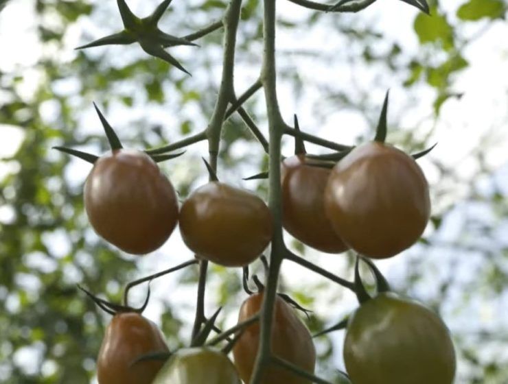 video sanidad vegetal