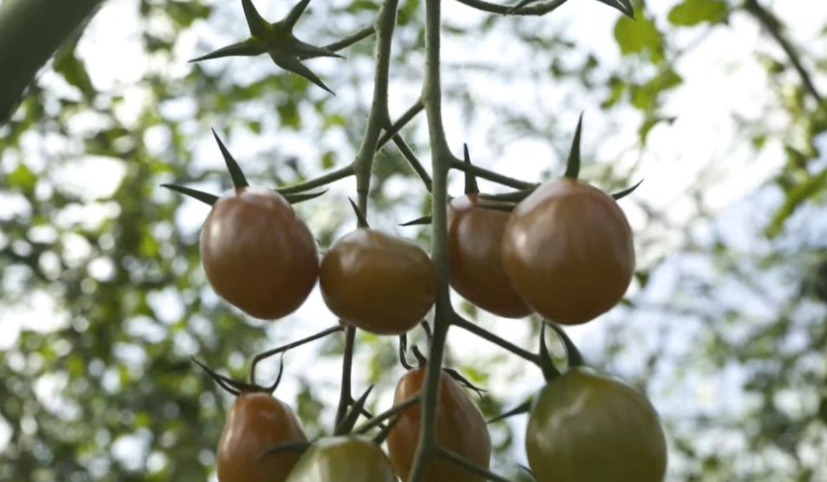 video sanidad vegetal