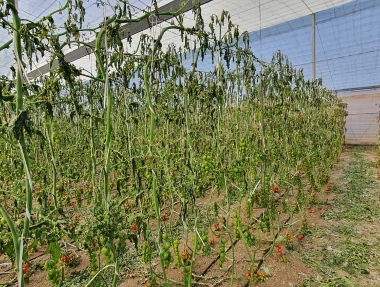 Invernadero de tomate afectado por las heladas en Níjar.