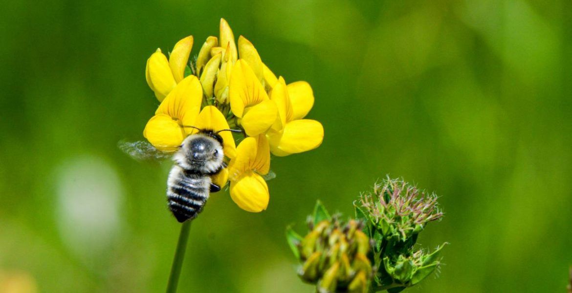 Al menos 130 cultivos de frutas y hortalizas dependen de las abejas para la polinización. / Eduardo Zattara.