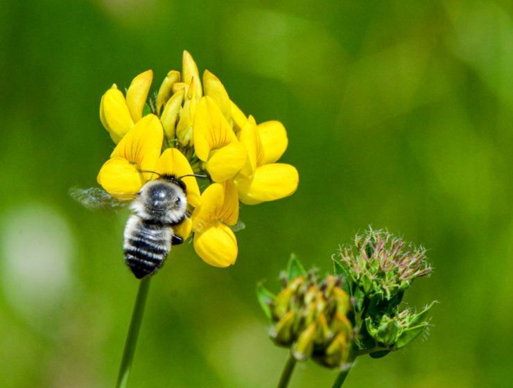 Al menos 130 cultivos de frutas y hortalizas dependen de las abejas para la polinización. / Eduardo Zattara.