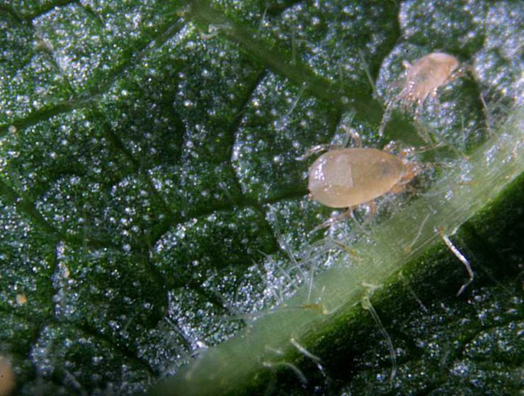 Amblyseius cucumeris