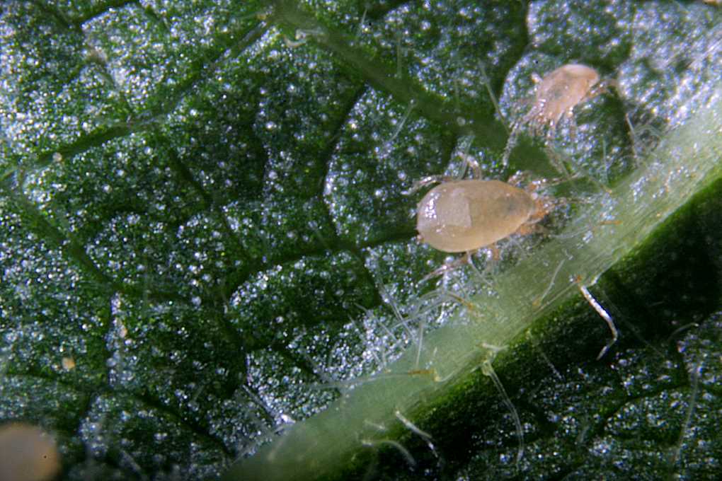 Amblyseius cucumeris