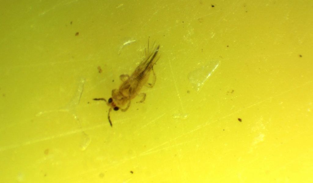 Macho S.aurantii trips