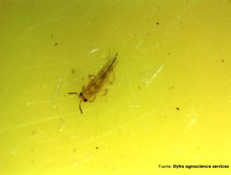 Macho S.aurantii trips