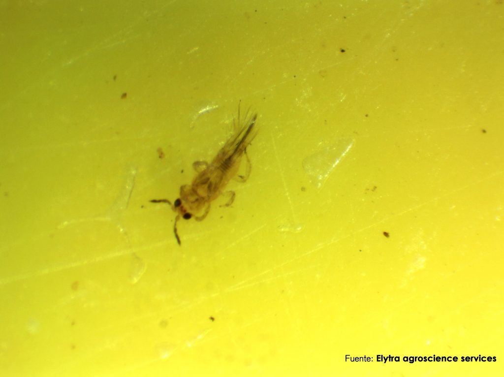 Macho S.aurantii trips