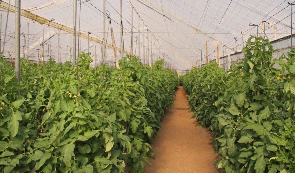 Tomates
