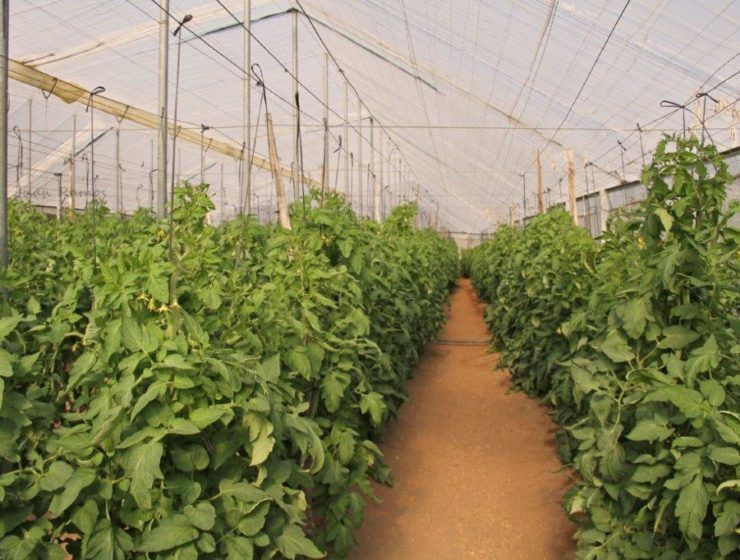 Tomates