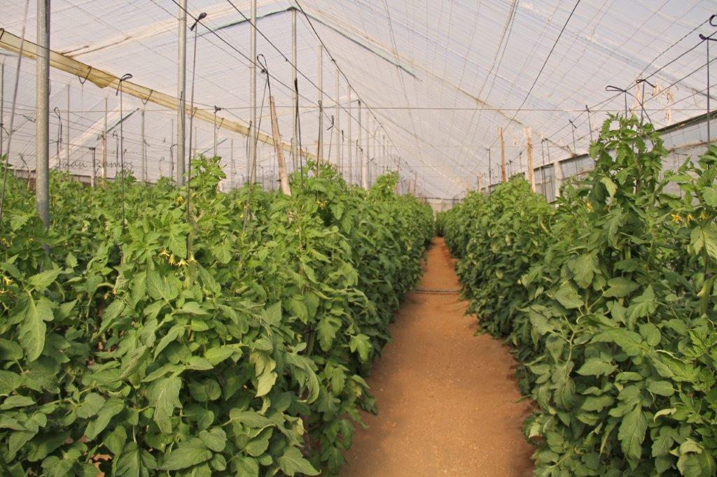 Tomates