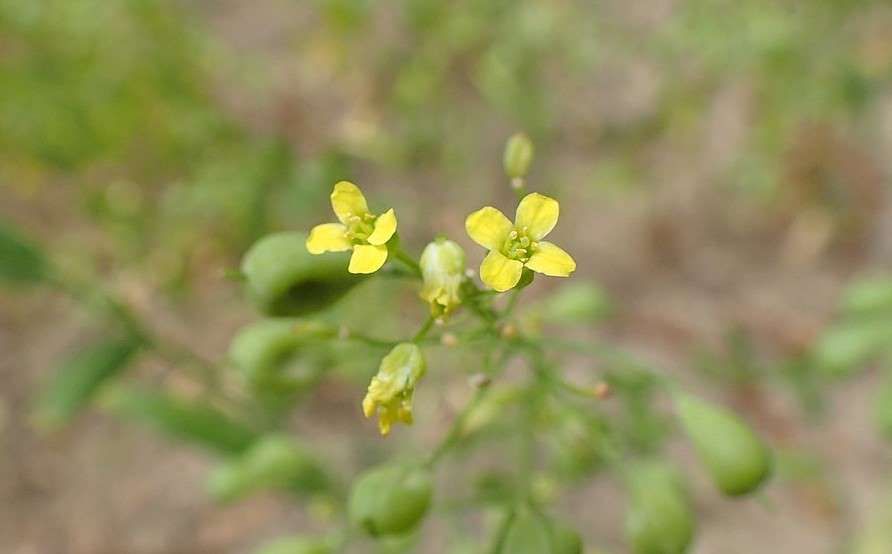 camelina feromonas