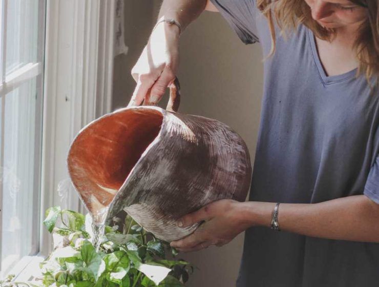 cuidado de plantas