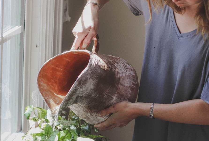 cuidado de plantas