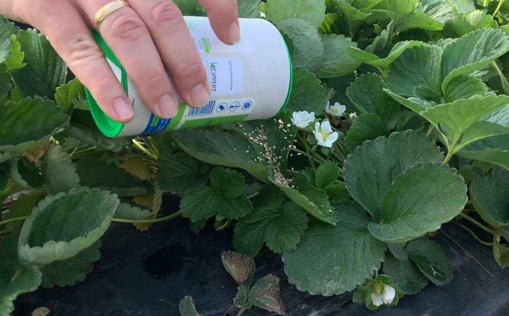 mosca fresa koppert