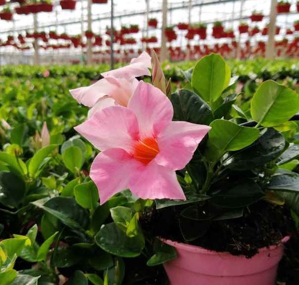 planta ornamental y flor cortada