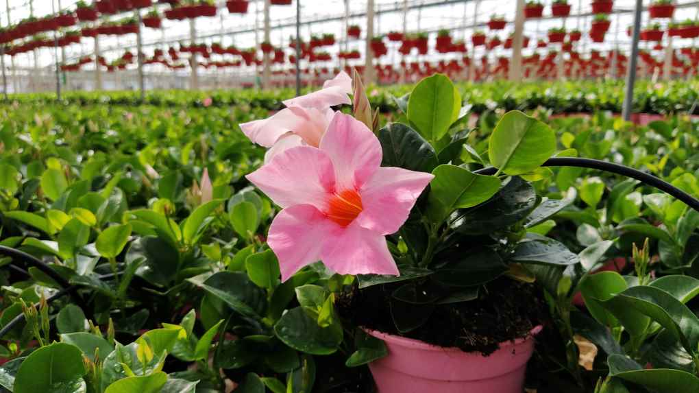 planta ornamental y flor cortada