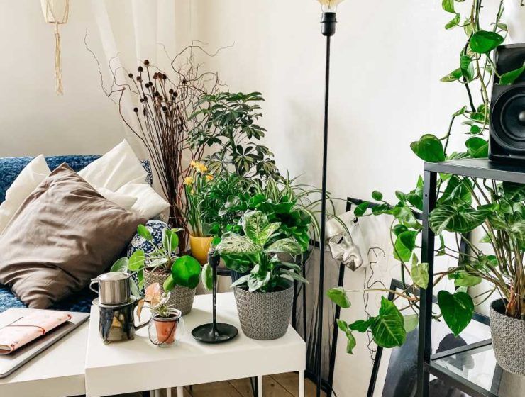 plantas en hogar