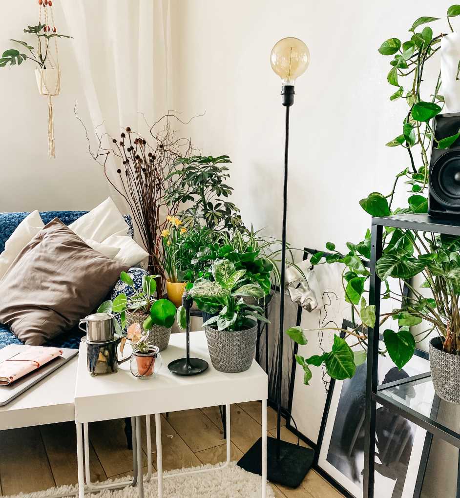 plantas en hogar