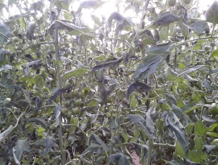 tomates helados
