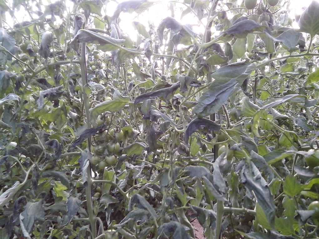 tomates helados
