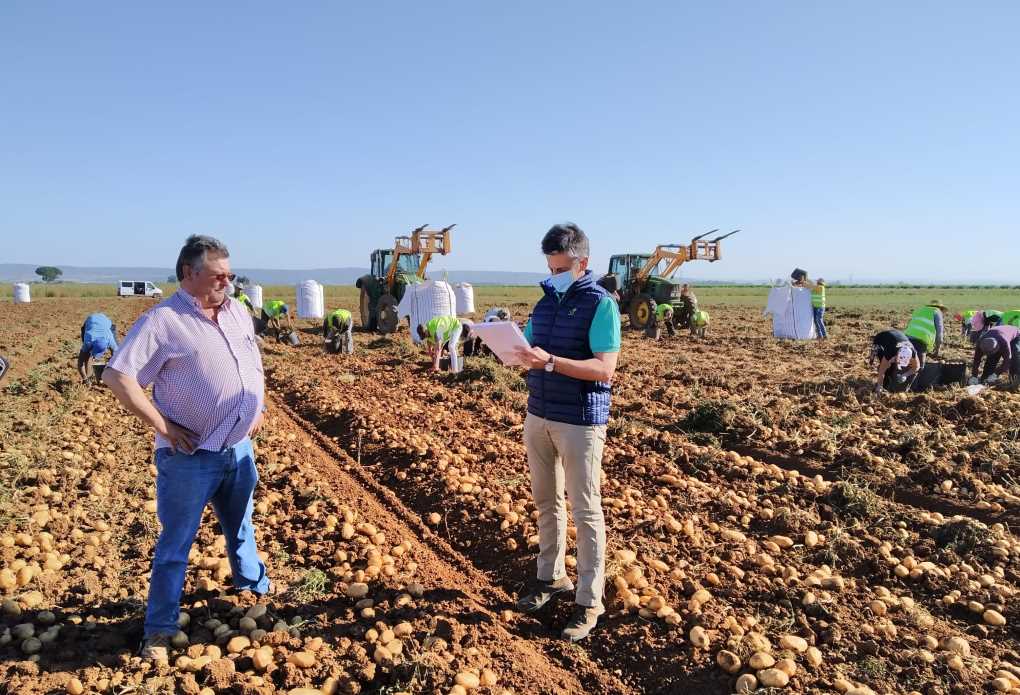 Revisando el cumplimiento Globalgap en la recolección de patata en la vega de Sevilla ok