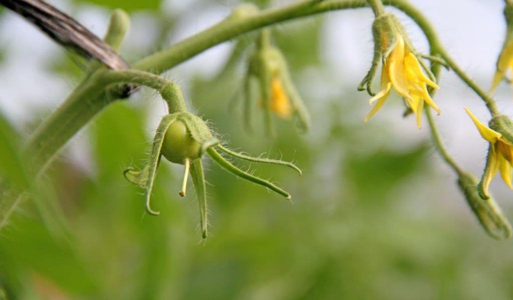 tomates en invernadero