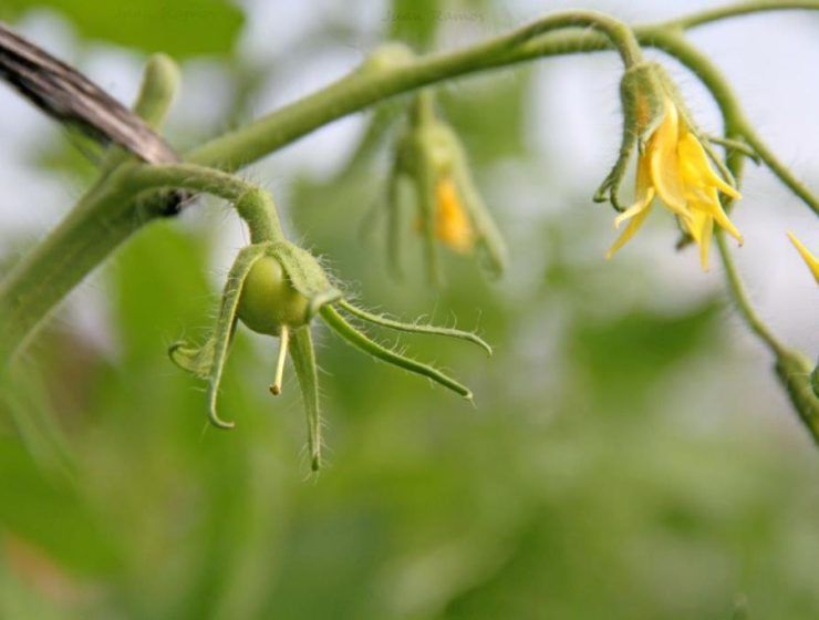 tomates en invernadero