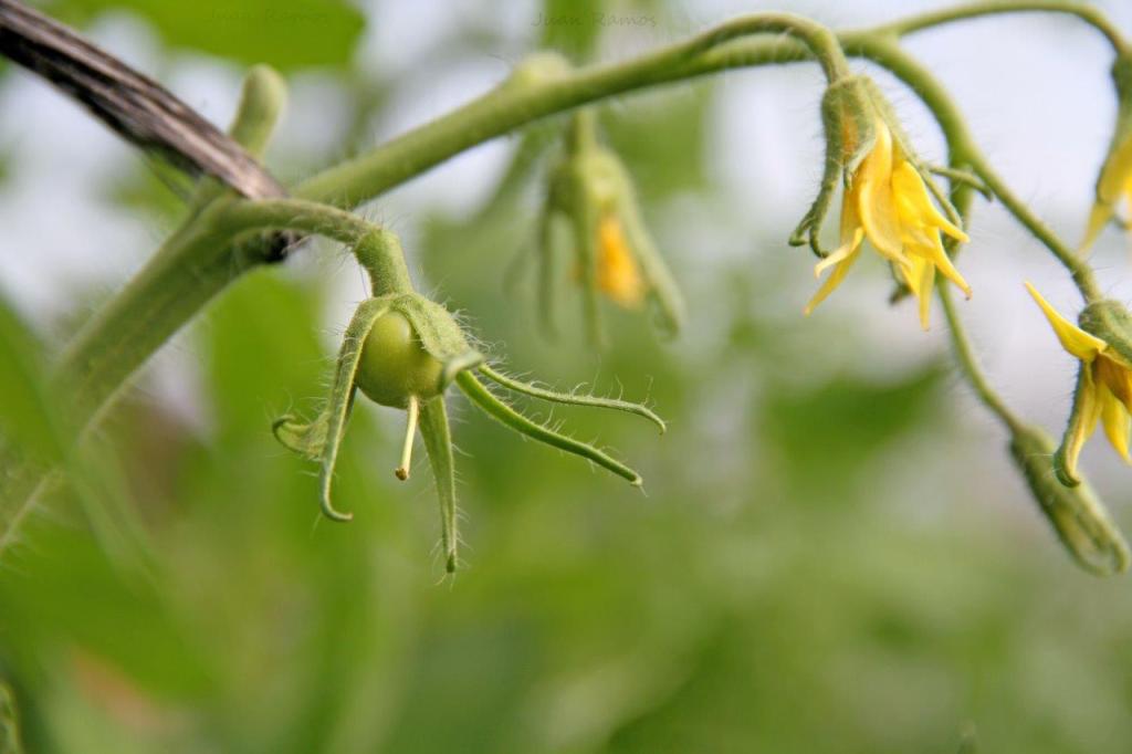 tomates en invernadero