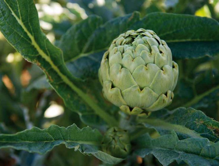 alcachofa