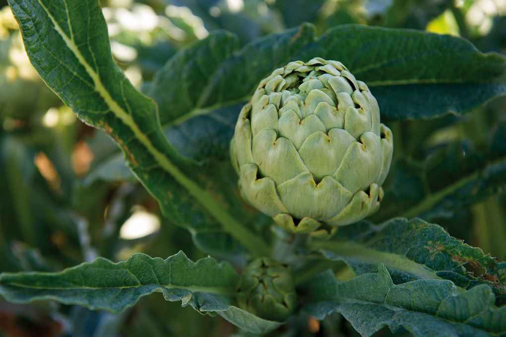 alcachofa
