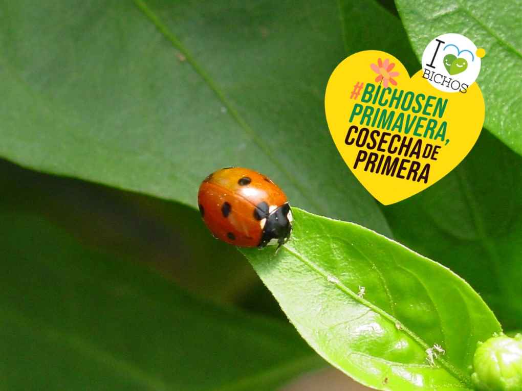 bichos primavera