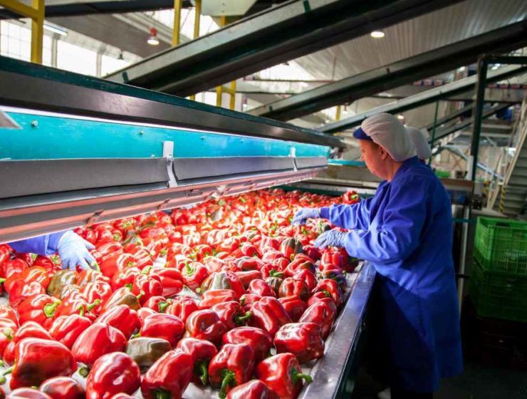 exportación agroalimentaria
