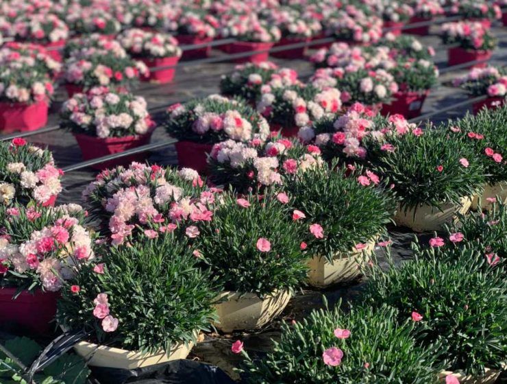 flores y plantas vicar