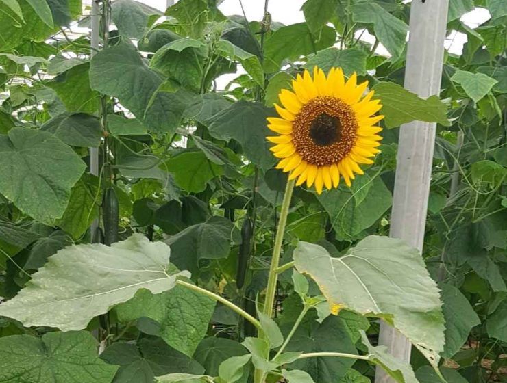 girasol eco