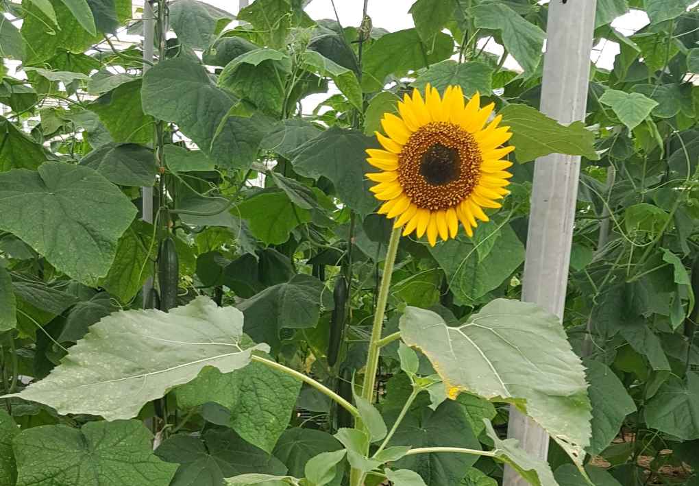 girasol eco