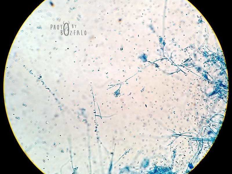hongo Paecilomyces