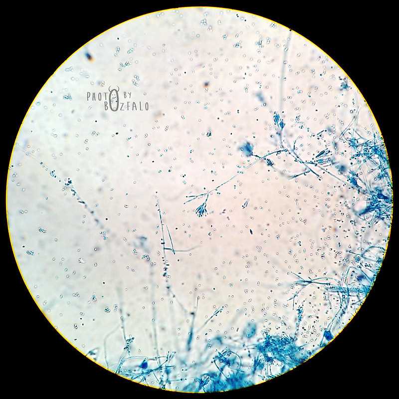 hongo Paecilomyces