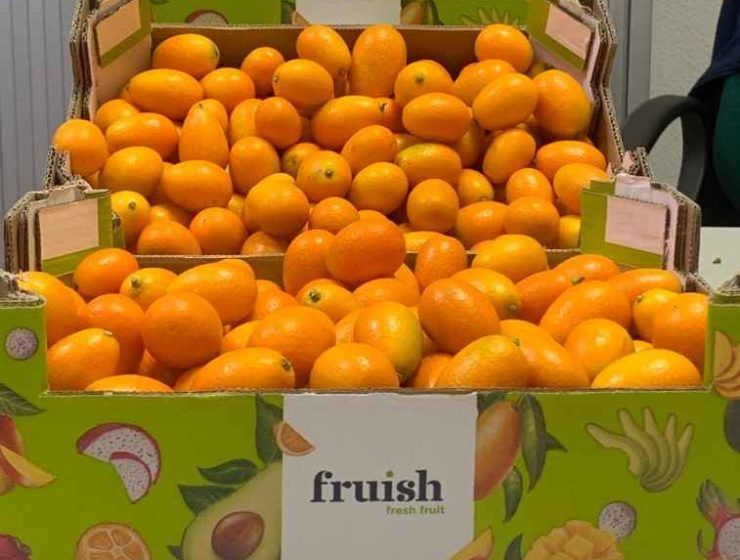 kumquat agroponiente