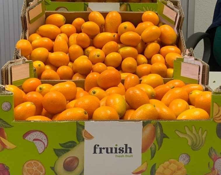 kumquat agroponiente