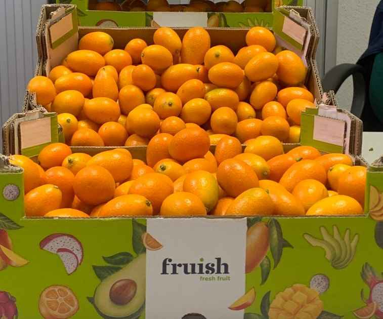 kumquat agroponiente