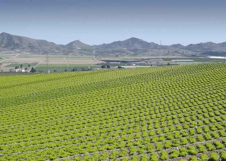 exportación frutas y verduras