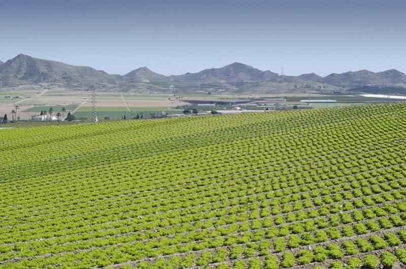 exportación frutas y verduras