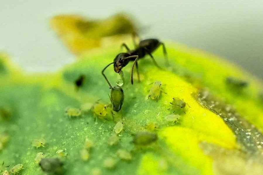 Interacción mutualista entre Tapinoma ibericum y Aphis gossypii (Jesús Foronda García, IFAPA).